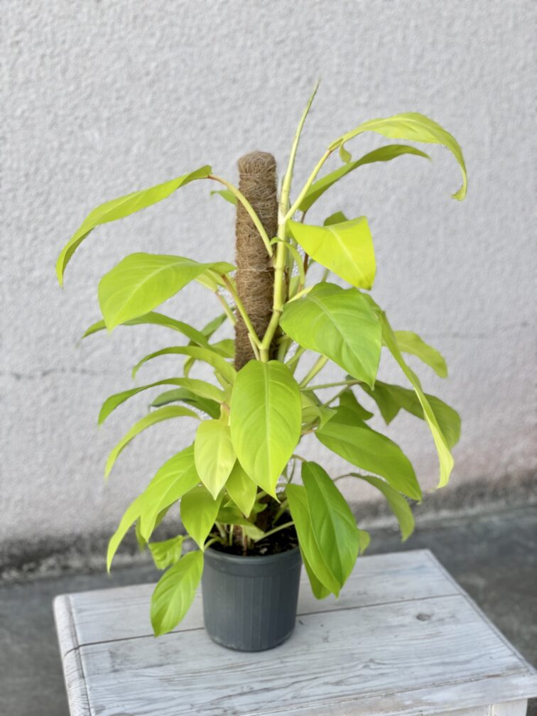 Zdjęcie rosliny doniczkowej Philodendron Malay Gold, ujęcie 3