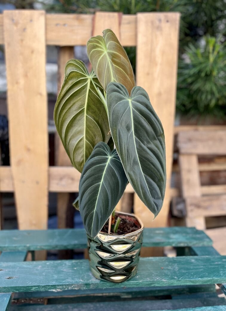 Zdjęcie rosliny doniczkowej Philodendron melanochrysum, ujęcie 1