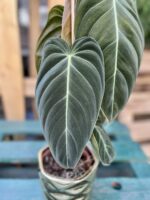 Zdjęcie rosliny doniczkowej Philodendron melanochrysum, ujęcie 2