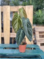 Zdjęcie rosliny doniczkowej Philodendron melanochrysum, ujęcie 3