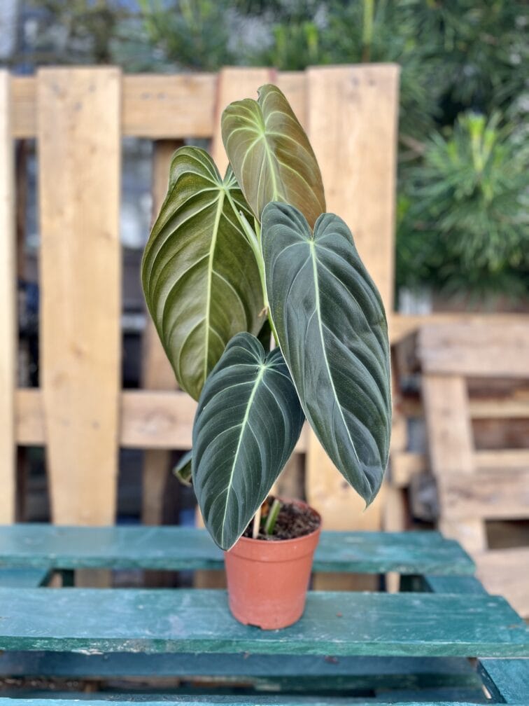 Zdjęcie rosliny doniczkowej Philodendron melanochrysum, ujęcie 3