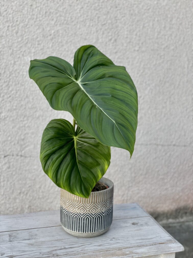 philodendron-pastazanum_15x74-1_1655546232.jpg Zdjęcie rosliny doniczkowej Philodendron Pastazanum, ujęcie 1