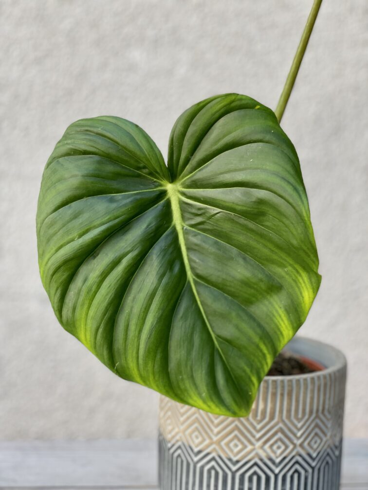 Zdjęcie rosliny doniczkowej Philodendron Pastazanum, ujęcie 2