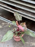 Zdjęcie rosliny doniczkowej Philodendron Pink Princess, ujęcie 1
