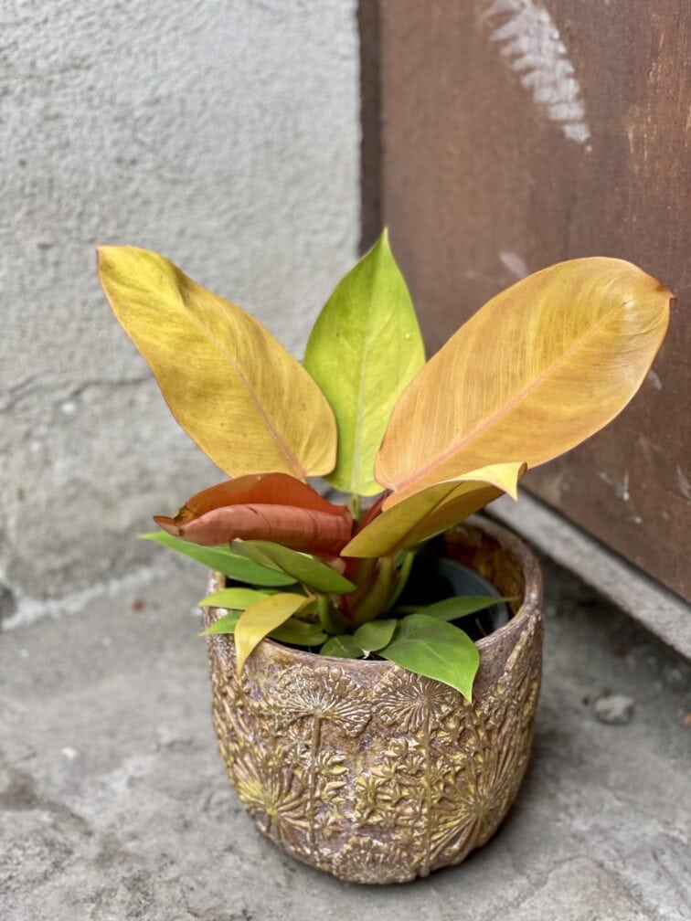 Zdjęcie rosliny doniczkowej Philodendron Prince of Orange, ujęcie 1