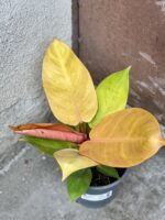 Zdjęcie rosliny doniczkowej Philodendron Prince of Orange, ujęcie 2
