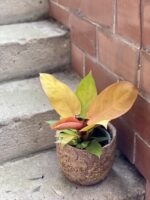 Zdjęcie rosliny doniczkowej Philodendron Prince of Orange, ujęcie 3