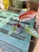 Zdjęcie rosliny doniczkowej Philodendron Red Sun, ujęcie 1