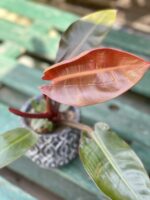 Zdjęcie rosliny doniczkowej Philodendron Red Sun, ujęcie 2
