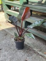 Zdjęcie rosliny doniczkowej Philodendron Red Sun, ujęcie 3