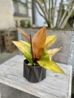 Zdjęcie rosliny doniczkowej Philodendron Red Sun, ujęcie 1