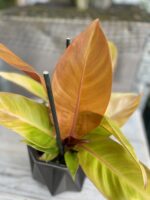 Zdjęcie rosliny doniczkowej Philodendron Red Sun, ujęcie 2
