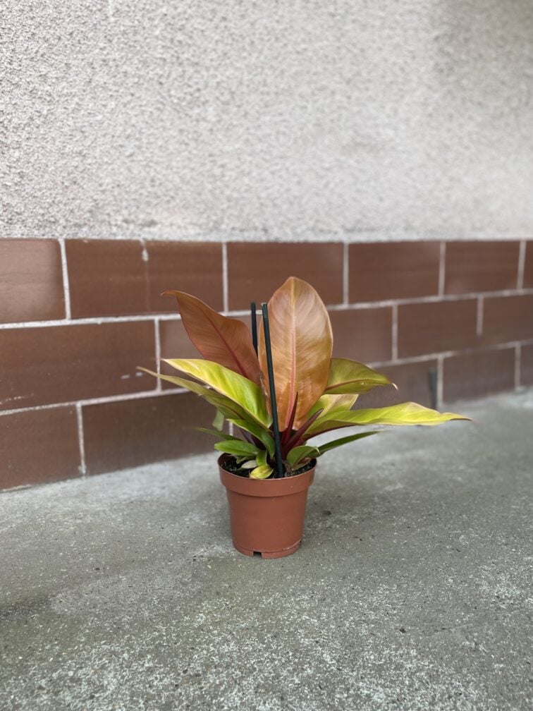 Zdjęcie rosliny doniczkowej Philodendron Red Sun, ujęcie 3