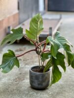Zdjęcie rosliny doniczkowej Philodendron Squamiferum, ujęcie 1