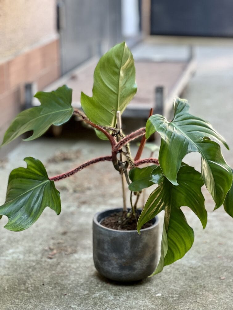 Zdjęcie rosliny doniczkowej Philodendron Squamiferum, ujęcie 1