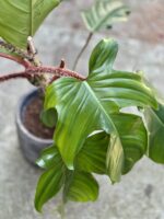 Zdjęcie rosliny doniczkowej Philodendron Squamiferum, ujęcie 2
