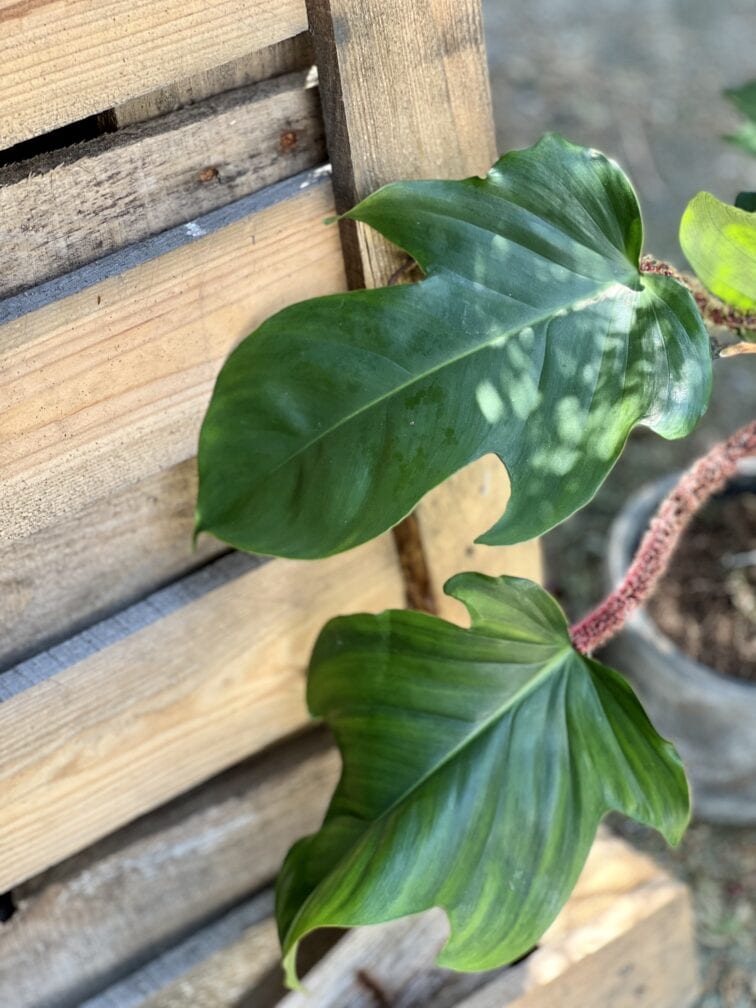 Zdjęcie rosliny doniczkowej Philodendron Squamiferum, ujęcie 3