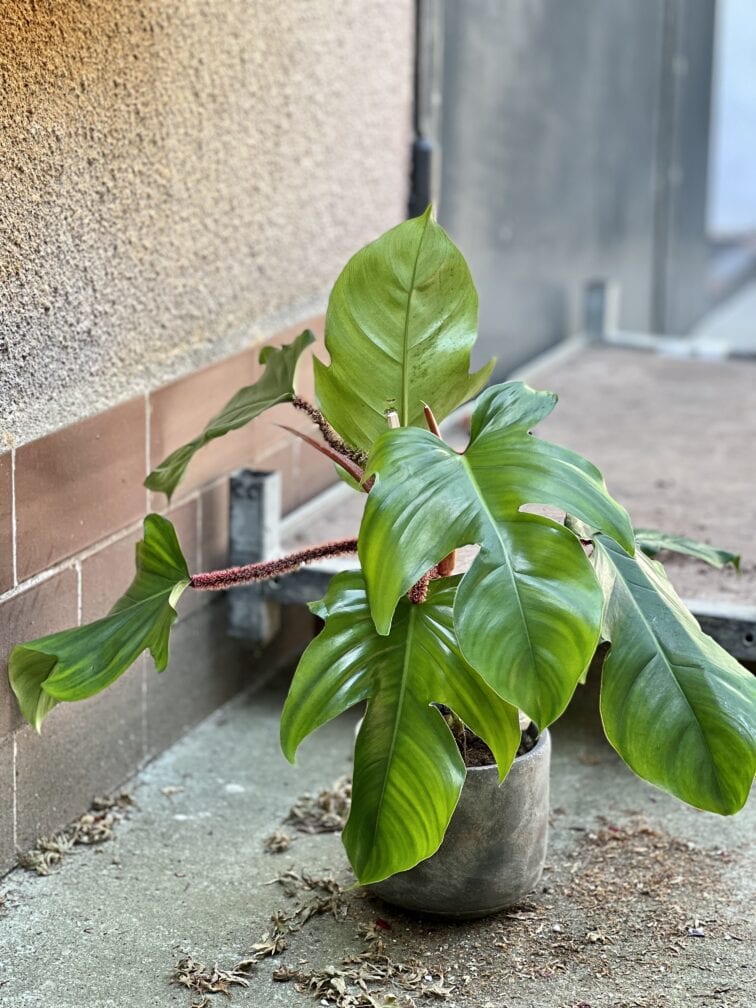 Zdjęcie rosliny doniczkowej Philodendron Squamiferum, ujęcie 4