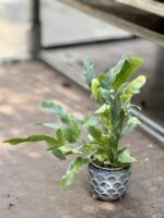 Zdjęcie rosliny doniczkowej Phlebodium aureum Blue Star, ujęcie 1
