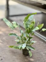 Zdjęcie rosliny doniczkowej Phlebodium aureum Blue Star, ujęcie 2