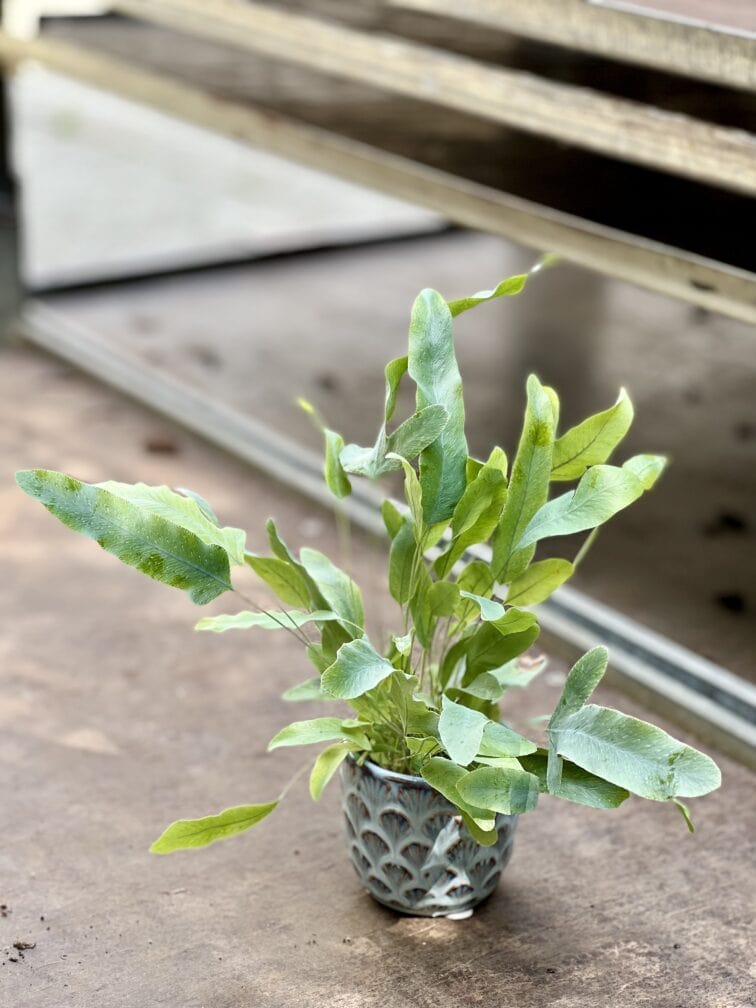 Zdjęcie rosliny doniczkowej Phlebodium aureum Blue Star, ujęcie 3