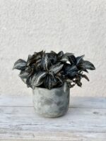 Zdjęcie rosliny doniczkowej Pilea Norfolk, ujęcie 1