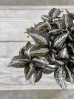 Zdjęcie rosliny doniczkowej Pilea Norfolk, ujęcie 2