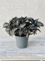 Zdjęcie rosliny doniczkowej Pilea Norfolk, ujęcie 3