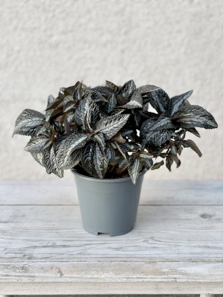 Zdjęcie rosliny doniczkowej Pilea Norfolk, ujęcie 3