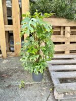Zdjęcie rosliny doniczkowej Rhaphidophora Tetrasperma (Monstera Minima), ujęcie 1