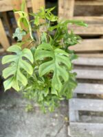 Zdjęcie rosliny doniczkowej Rhaphidophora Tetrasperma (Monstera Minima), ujęcie 2