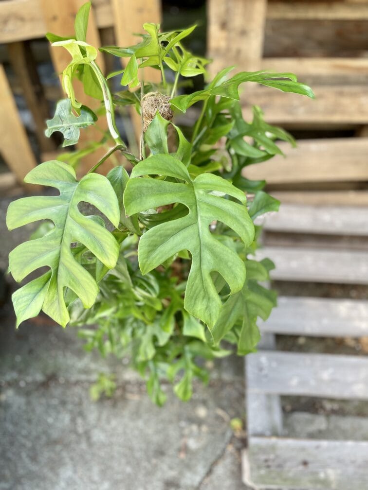 Zdjęcie rosliny doniczkowej Rhaphidophora Tetrasperma (Monstera Minima), ujęcie 2
