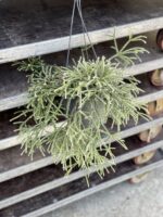 Zdjęcie rosliny doniczkowej Rhipsalis pilocarpa (Patyczak), ujęcie 1