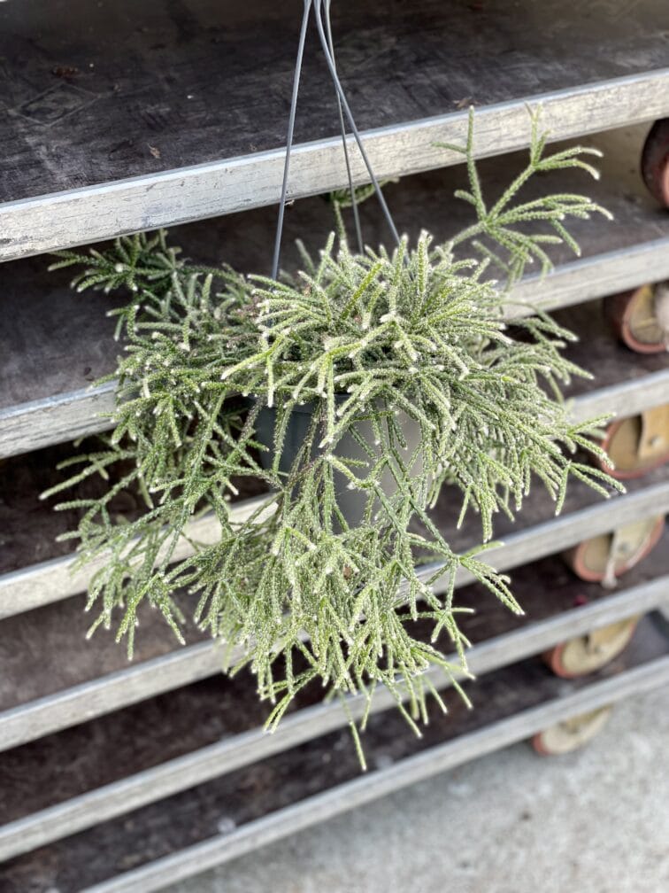Zdjęcie rosliny doniczkowej Rhipsalis pilocarpa (Patyczak), ujęcie 1