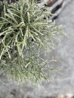 Zdjęcie rosliny doniczkowej Rhipsalis pilocarpa (Patyczak), ujęcie 2