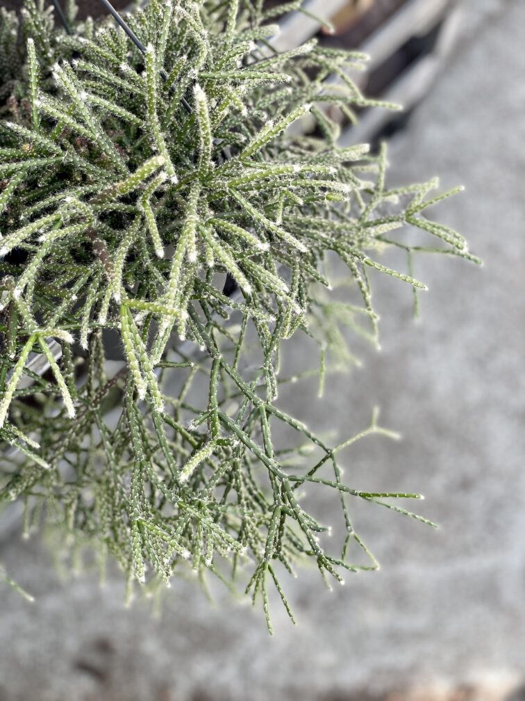 Zdjęcie rosliny doniczkowej Rhipsalis pilocarpa (Patyczak), ujęcie 2