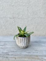 Zdjęcie rosliny doniczkowej Sansevieria Silver Frost Hahnii, ujęcie 1