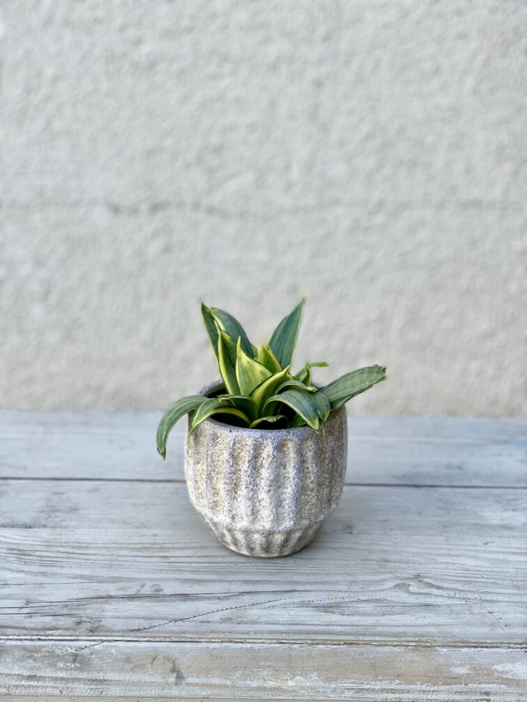 sansevieria-silver-frost-hahnii_9x12-1_1655545541.jpg Zdjęcie rosliny doniczkowej Sansevieria Silver Frost Hahnii, ujęcie 1