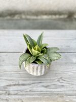Zdjęcie rosliny doniczkowej Sansevieria Silver Frost Hahnii, ujęcie 2