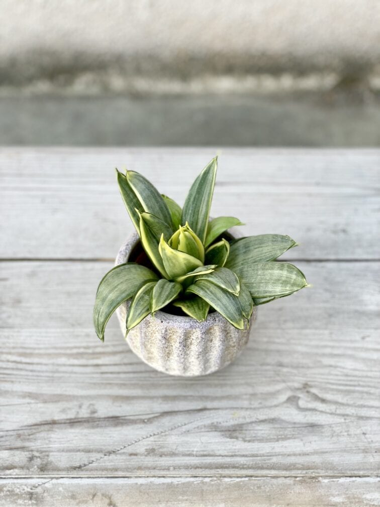 Zdjęcie rosliny doniczkowej Sansevieria Silver Frost Hahnii, ujęcie 2