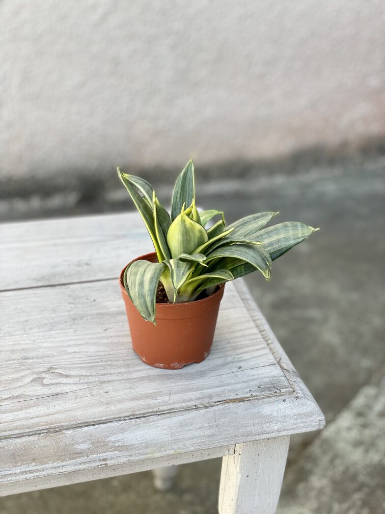 Zdjęcie rosliny doniczkowej Sansevieria Silver Frost Hahnii, ujęcie 3