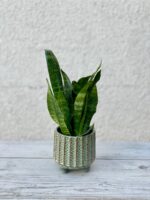 Zdjęcie rosliny doniczkowej Sansevieria Zeylanica, ujęcie 1