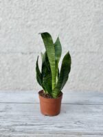 Zdjęcie rosliny doniczkowej Sansevieria Zeylanica, ujęcie 3