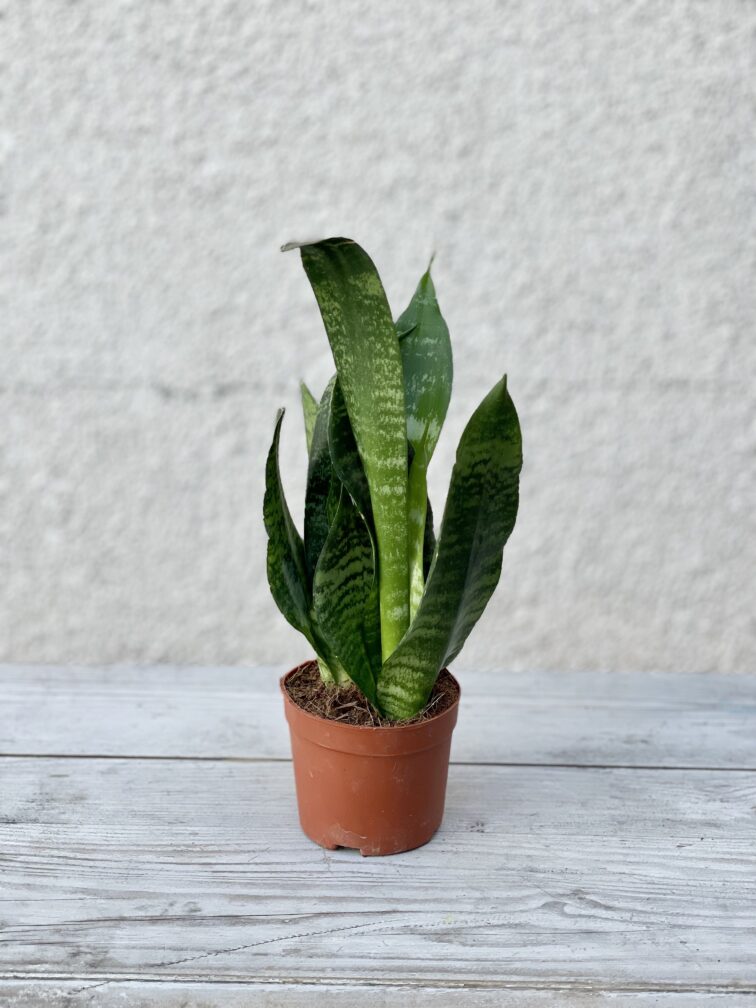 Zdjęcie rosliny doniczkowej Sansevieria Zeylanica, ujęcie 3