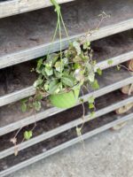 Zdjęcie rosliny doniczkowej Senecio mikanoides, ujęcie 1