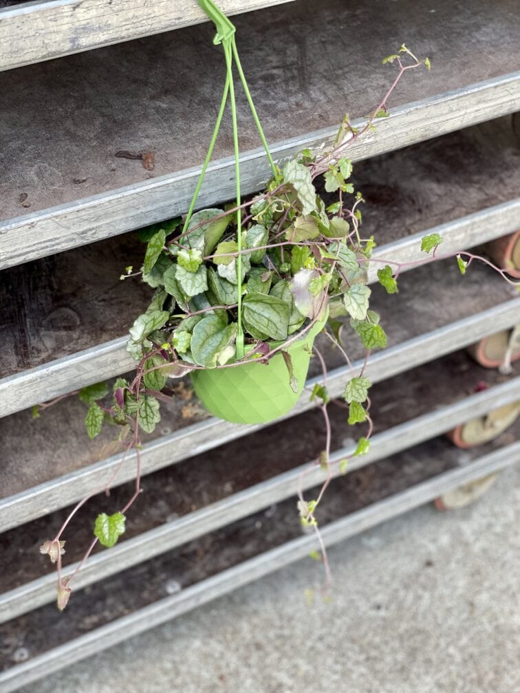 Zdjęcie rosliny doniczkowej Senecio mikanoides, ujęcie 1