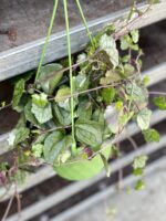 Zdjęcie rosliny doniczkowej Senecio mikanoides, ujęcie 2
