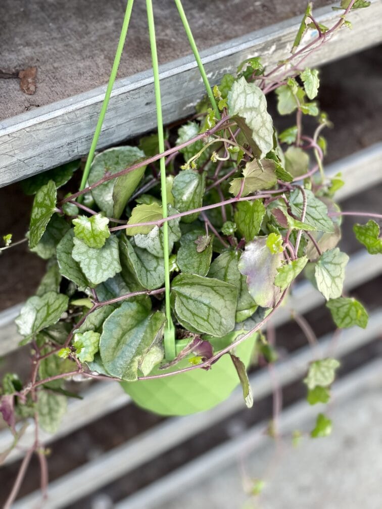 Zdjęcie rosliny doniczkowej Senecio mikanoides, ujęcie 2