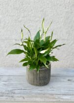 Zdjęcie rosliny doniczkowej Spathiphyllum rondo, ujęcie 1