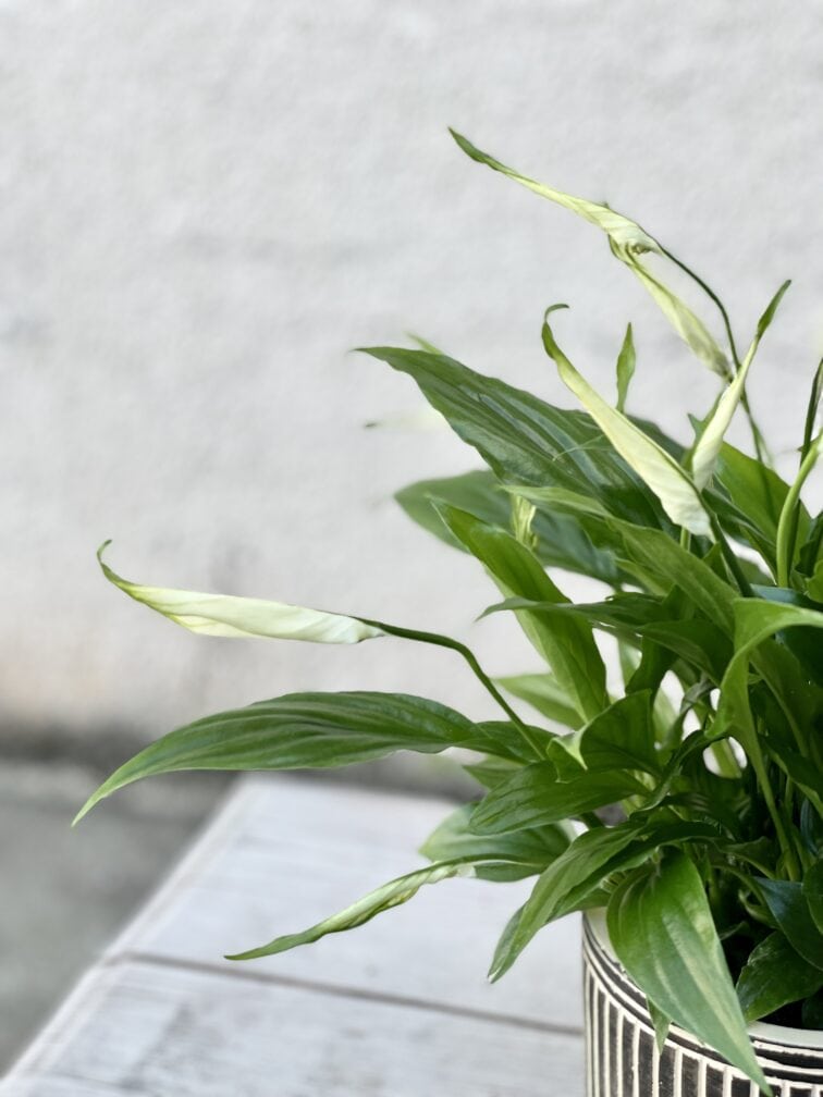 Zdjęcie rosliny doniczkowej Spathiphyllum rondo, ujęcie 2